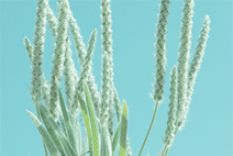 个性化定制的短信轰在线轰炸